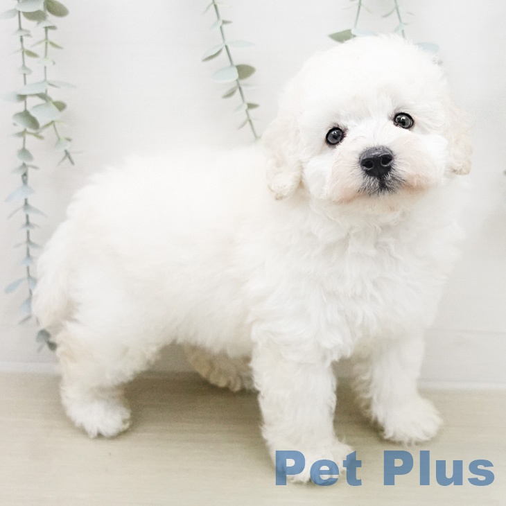 トイ・プードルの写真2