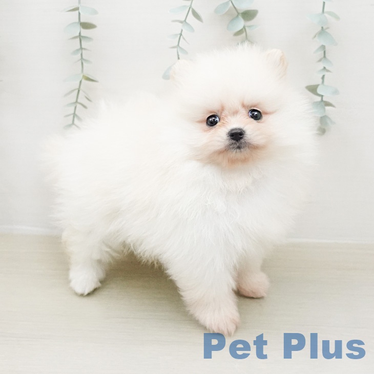 ポメラニアンの写真2