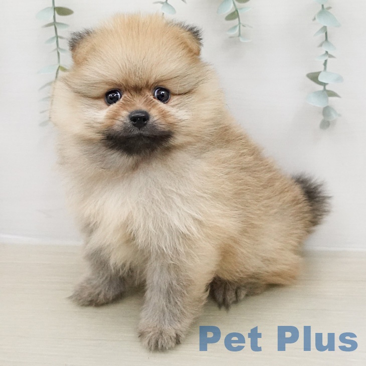 ポメラニアン