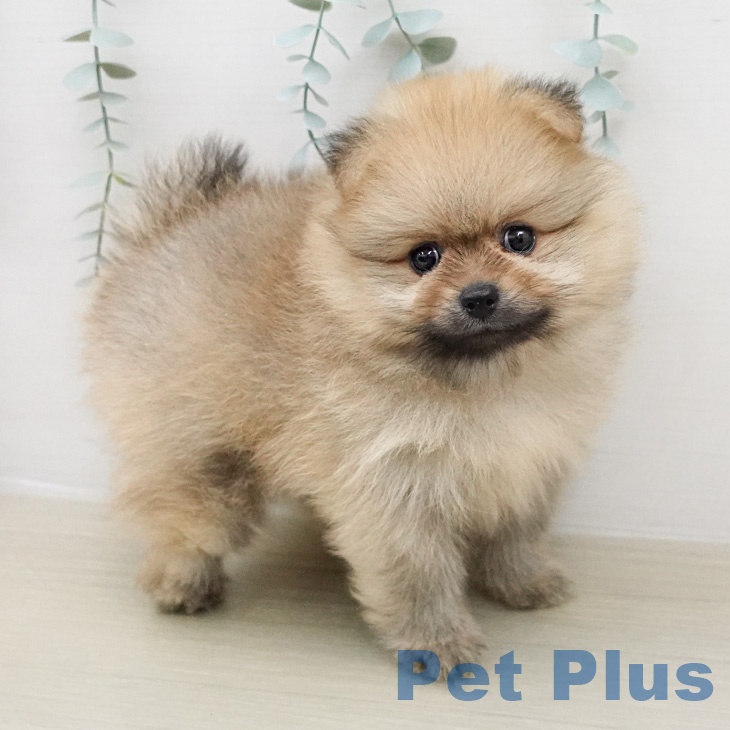 ポメラニアンの写真2