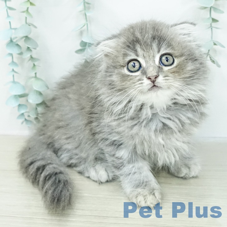 スコティッシュフォールド