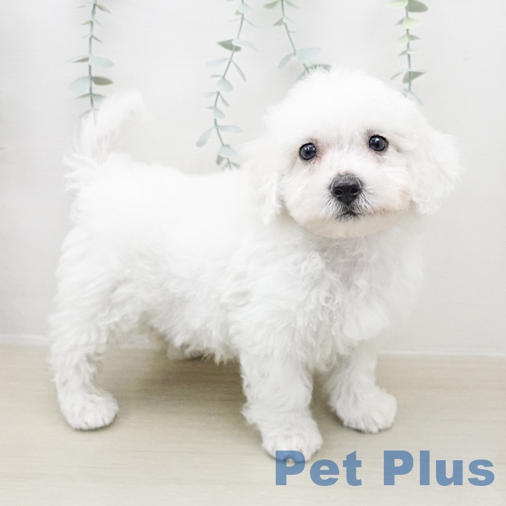 ビション・フリーゼ