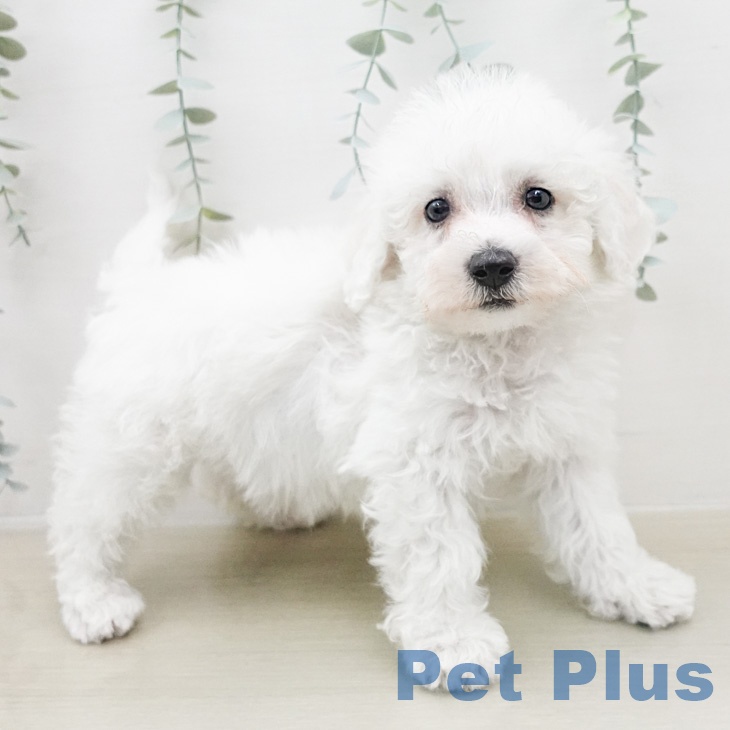 ビション・フリーゼ