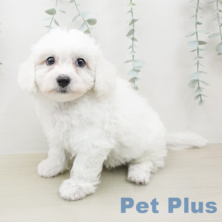 ビション・フリーゼ