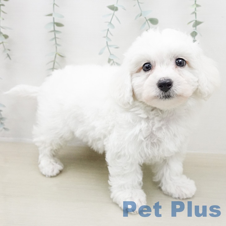 ビション・フリーゼの写真2