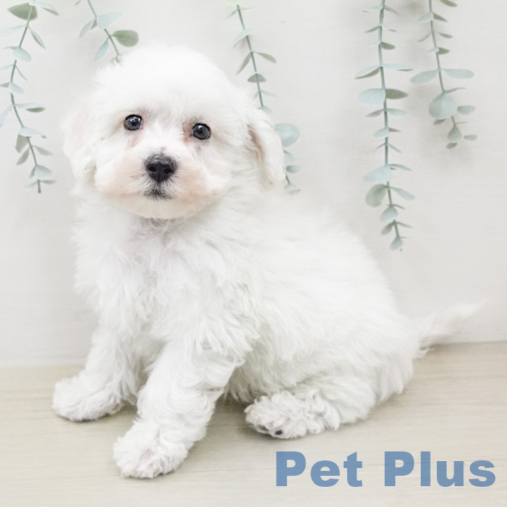 ビション・フリーゼ