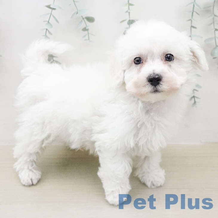 ビション・フリーゼ