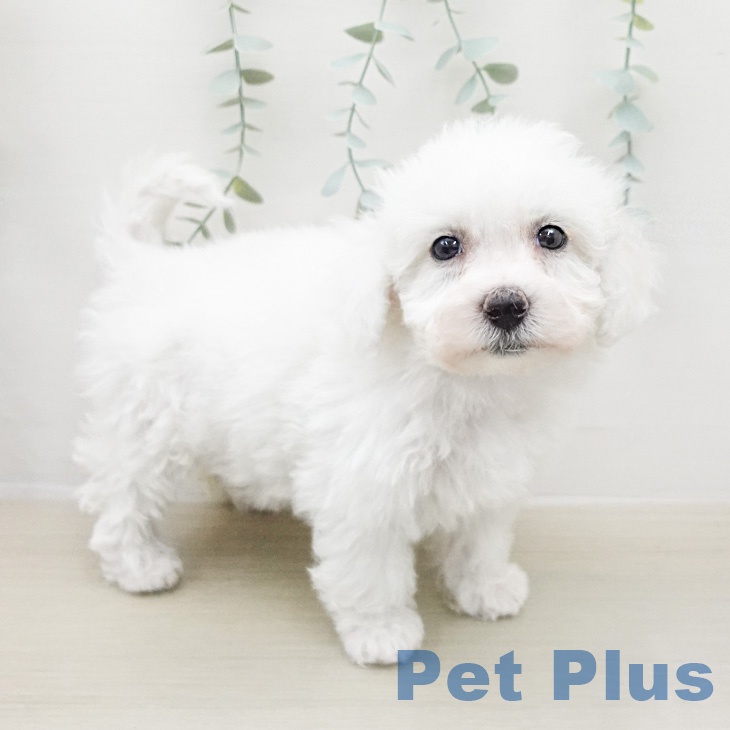 ビション・フリーゼ