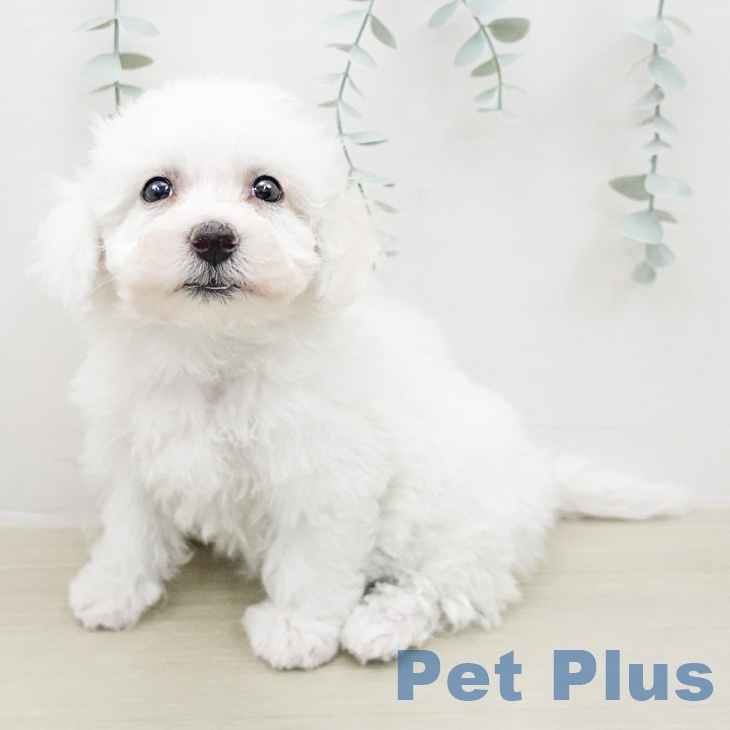 ビション・フリーゼの写真2