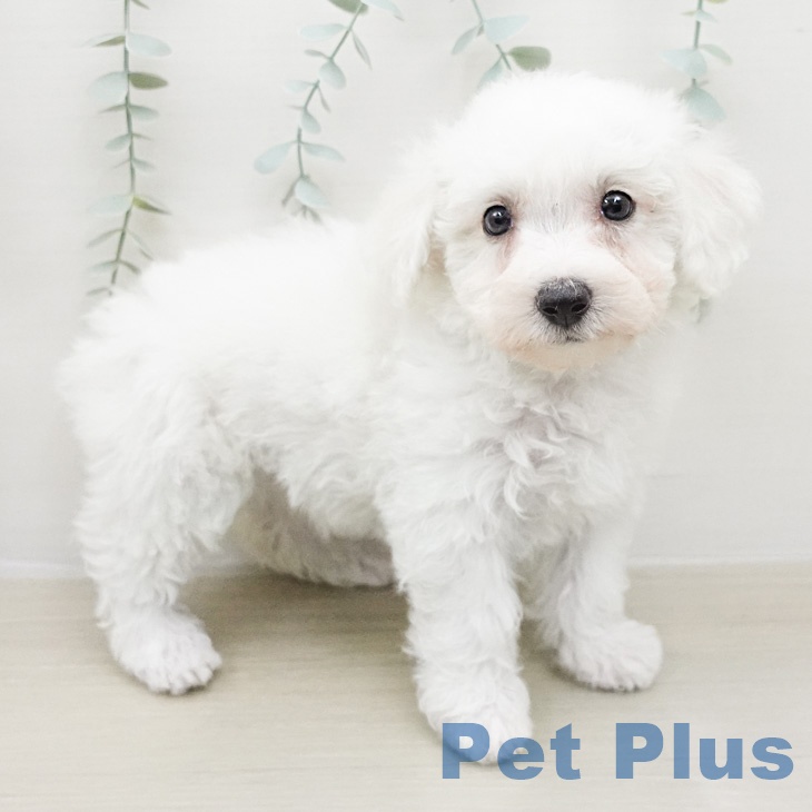 ビション・フリーゼの写真2