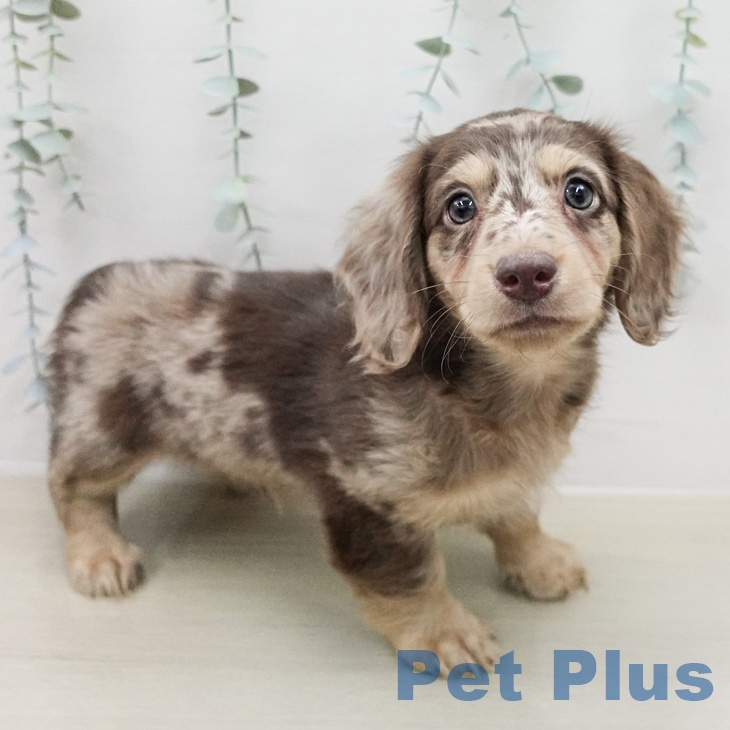 ミニチュア・ダックスフンド