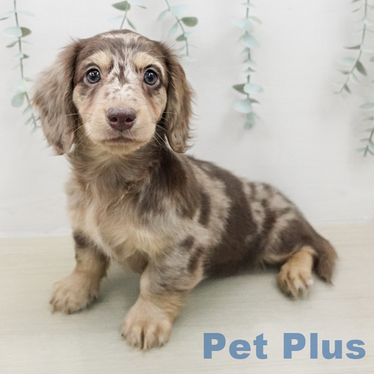 ミニチュア・ダックスフンド