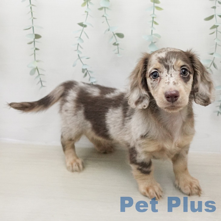 ミニチュア・ダックスフンドの写真2