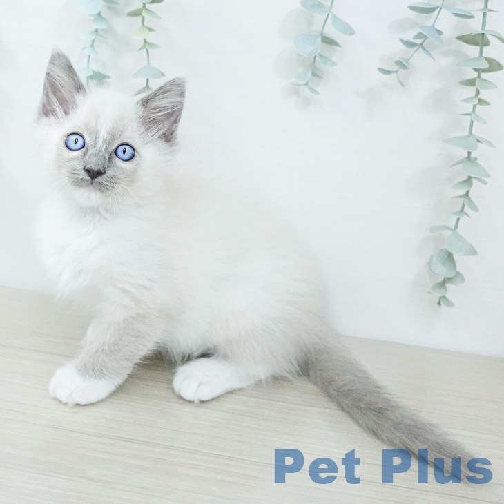 ラグドールの写真2