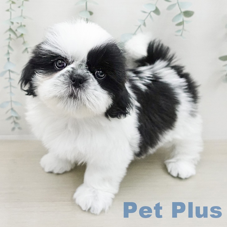 シー・ズーの写真2