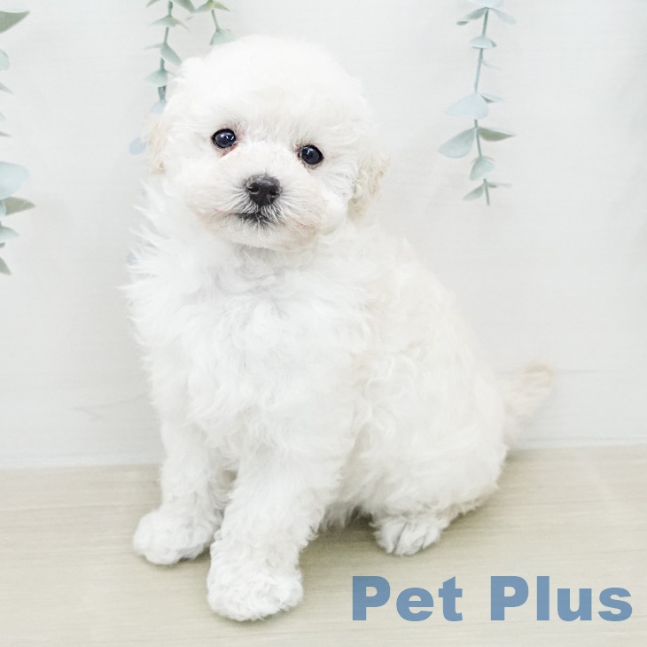 トイ・プードルの写真2