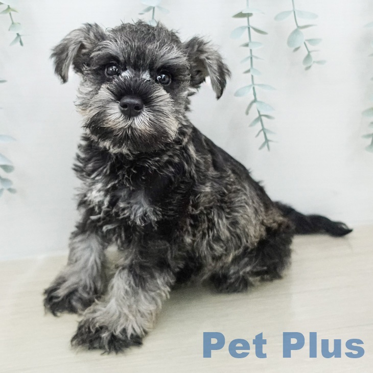 ミニチュア・シュナウザー