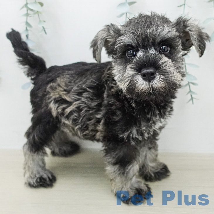 ミニチュア・シュナウザー