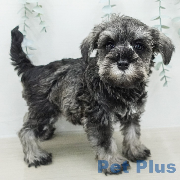 ミニチュア・シュナウザー