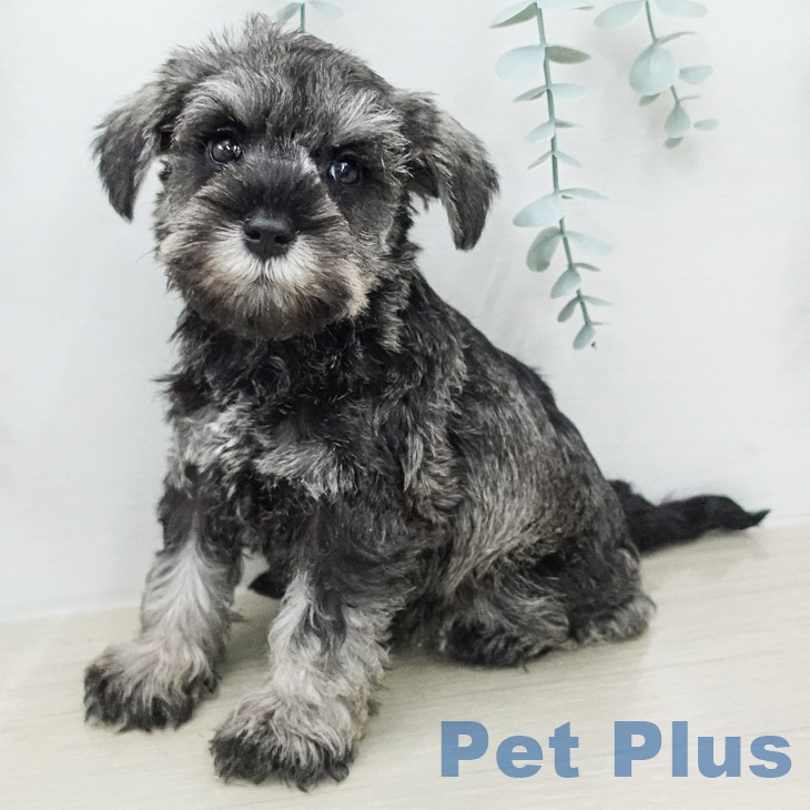 ミニチュア・シュナウザーの写真2