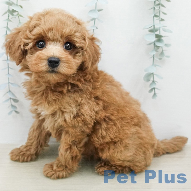 トイ・プードルの写真2