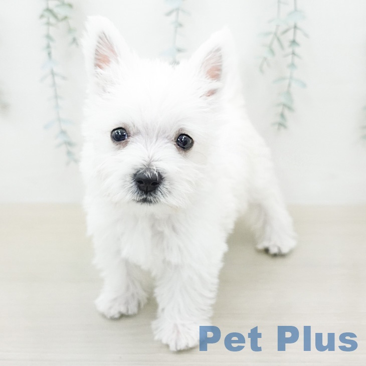 ウエスト・ハイランド・ホワイト・テリアの写真2