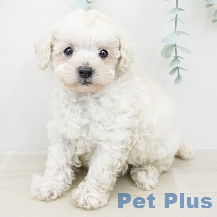 トイ・プードル