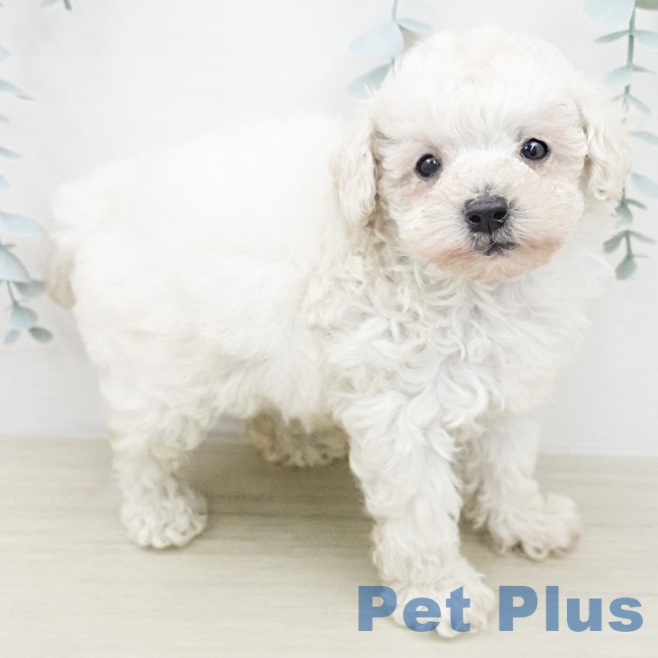 トイ・プードル