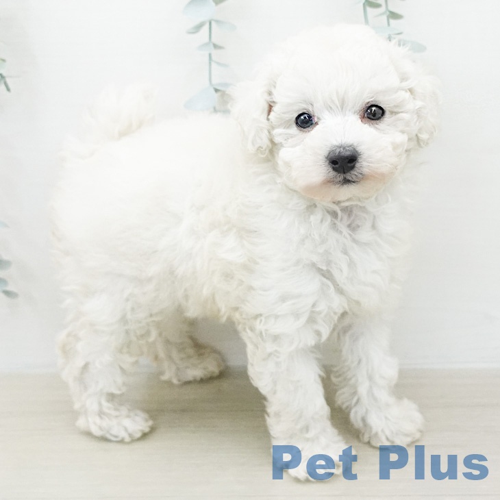 トイ・プードルの写真2