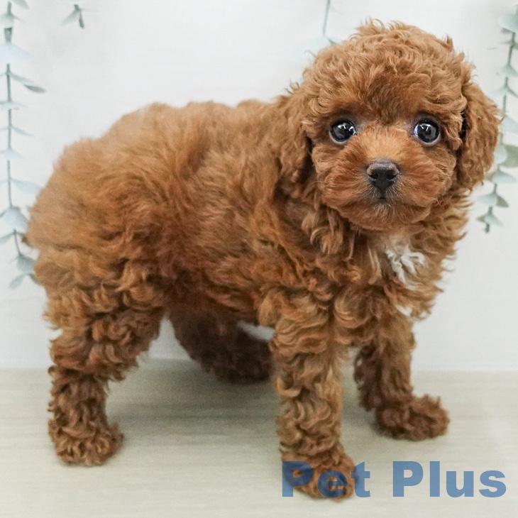 トイ・プードル