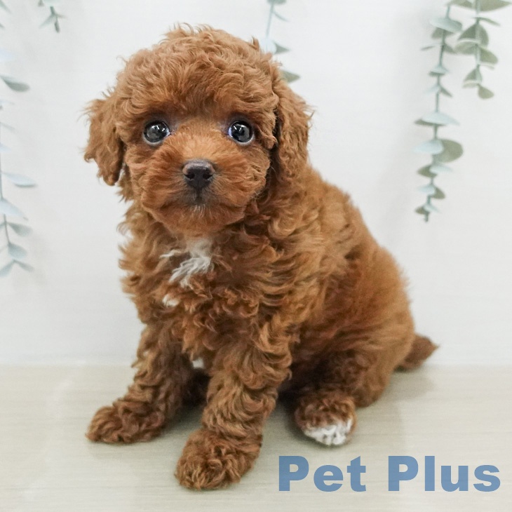 トイ・プードル