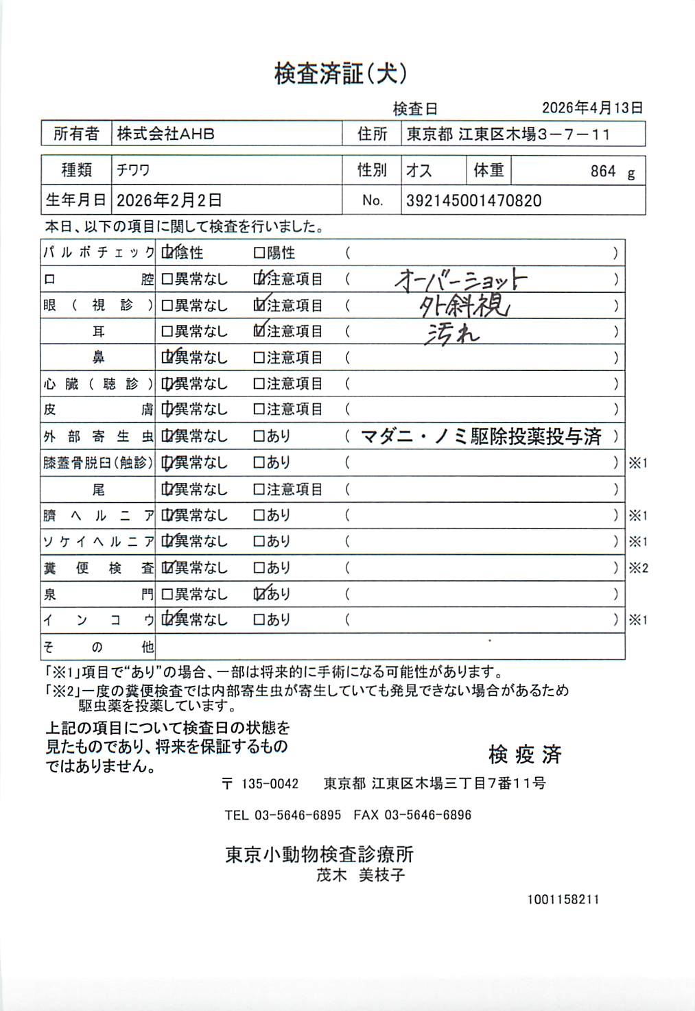 チワワ