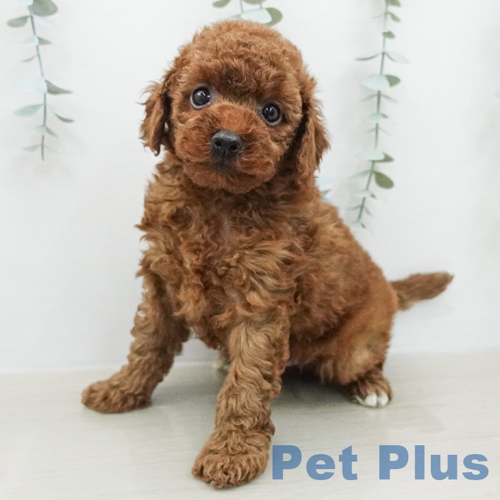 トイ・プードル