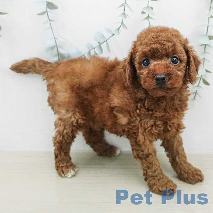 トイ・プードルの写真2