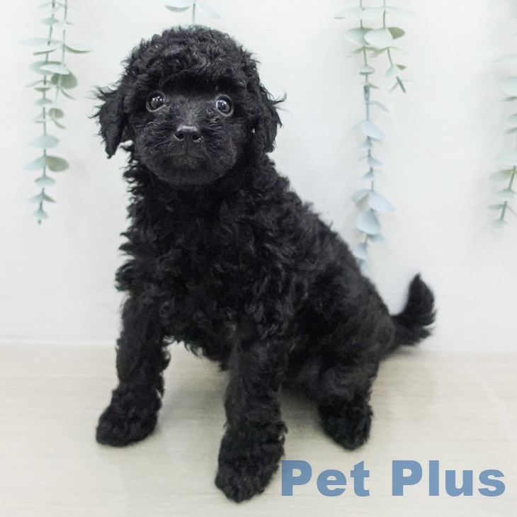 トイ・プードルの写真2