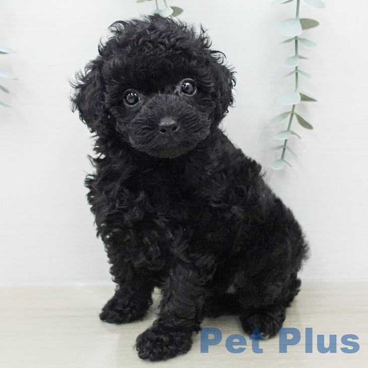 トイ・プードル