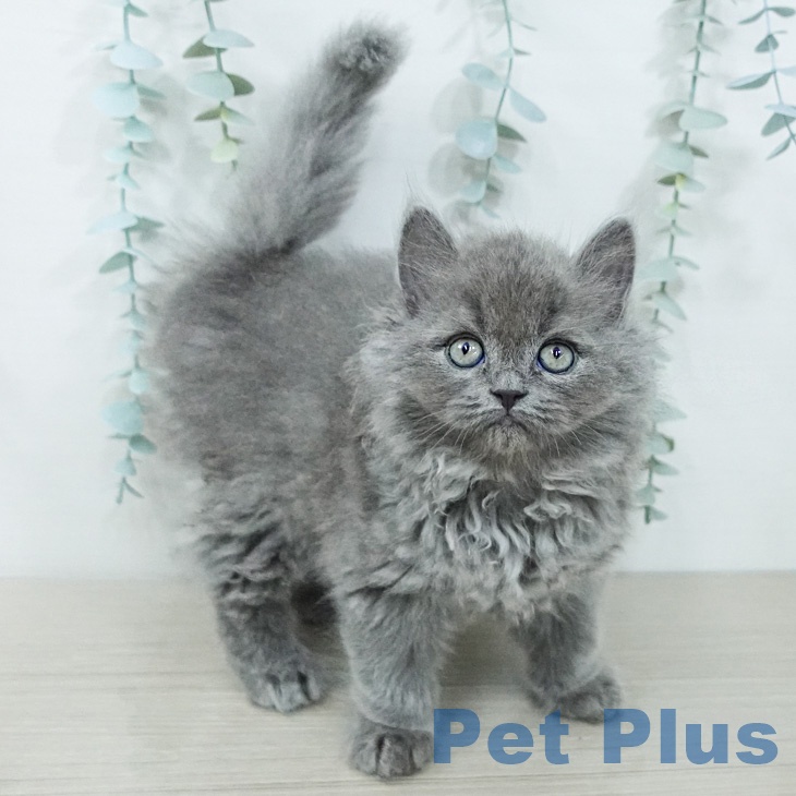 セルカークレックスの写真2