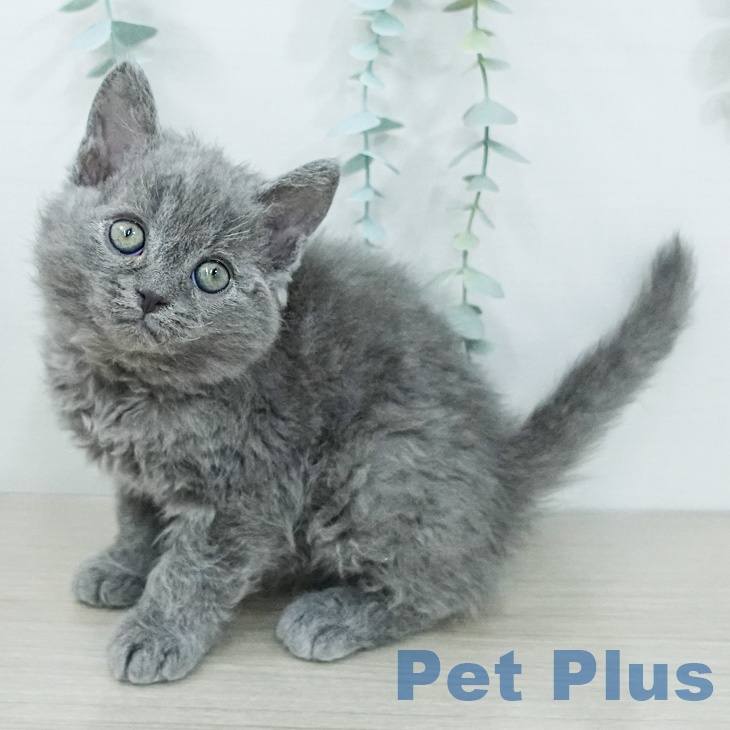 セルカークレックス