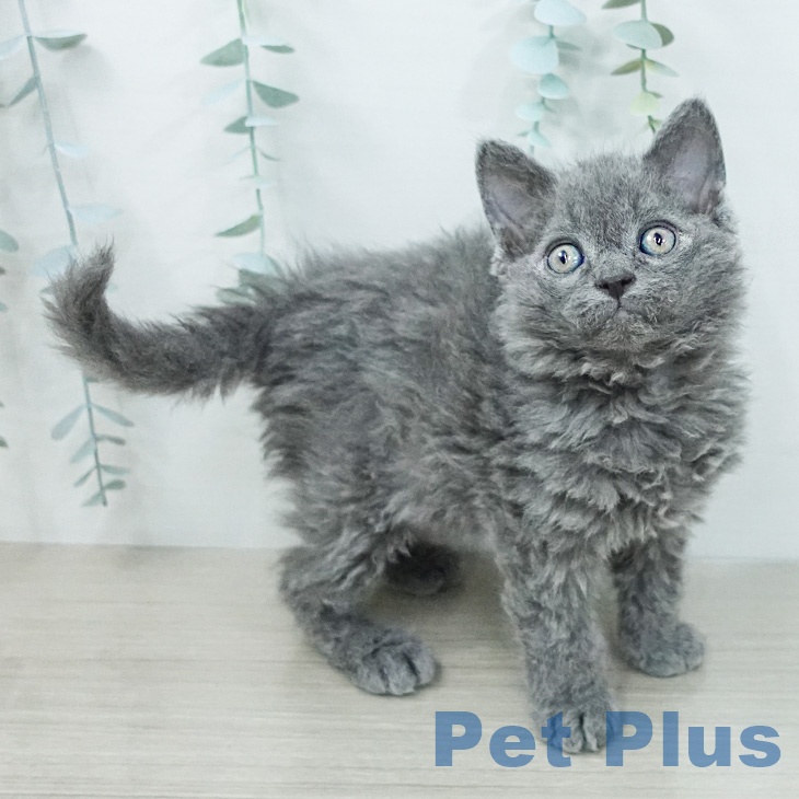 セルカークレックス