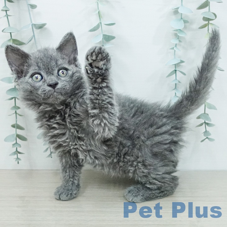 セルカークレックスの写真2