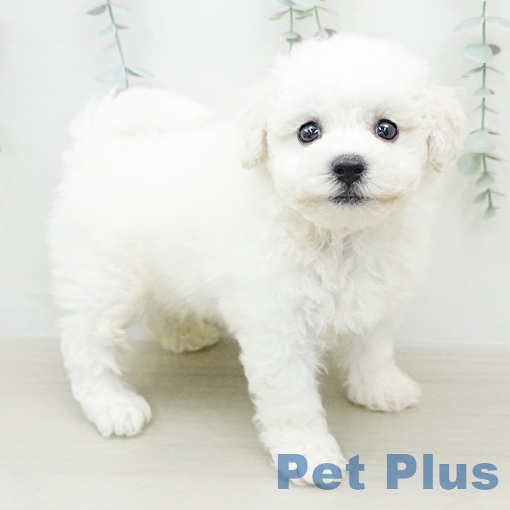 ビション・フリーゼ