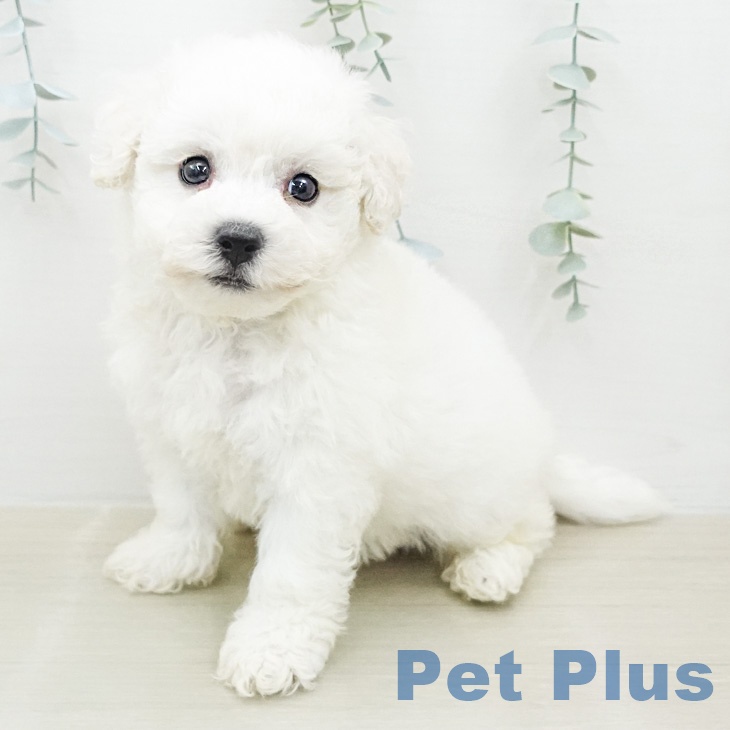 ビション・フリーゼの写真2