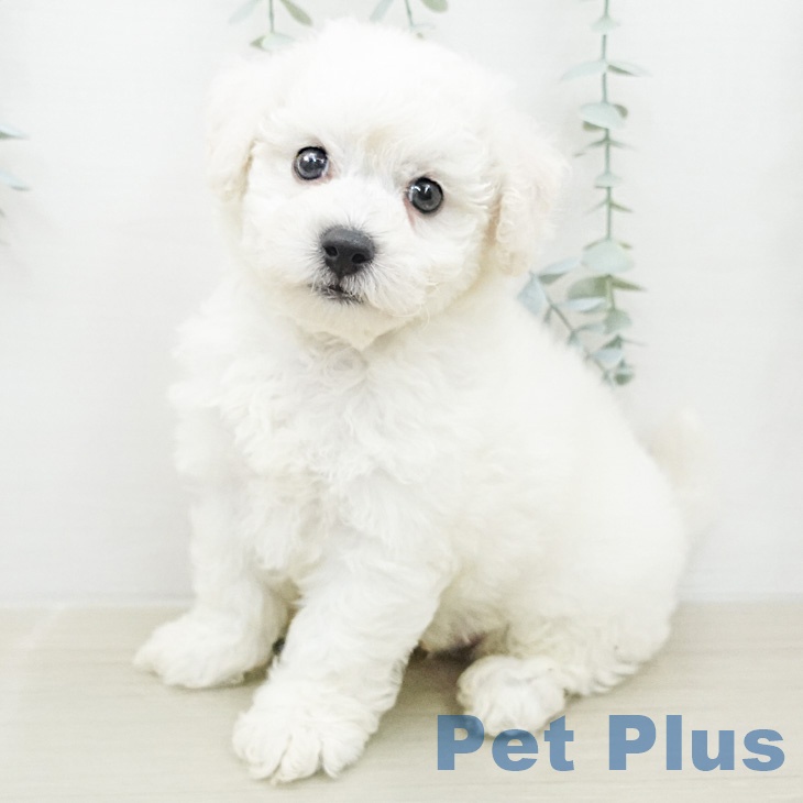 ビション・フリーゼ