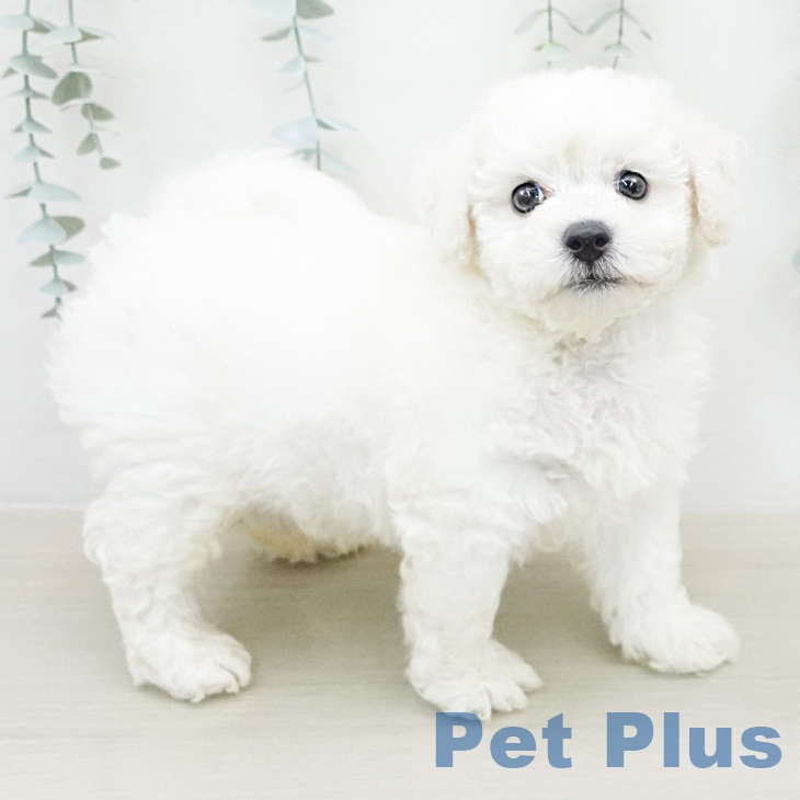 ビション・フリーゼの写真2