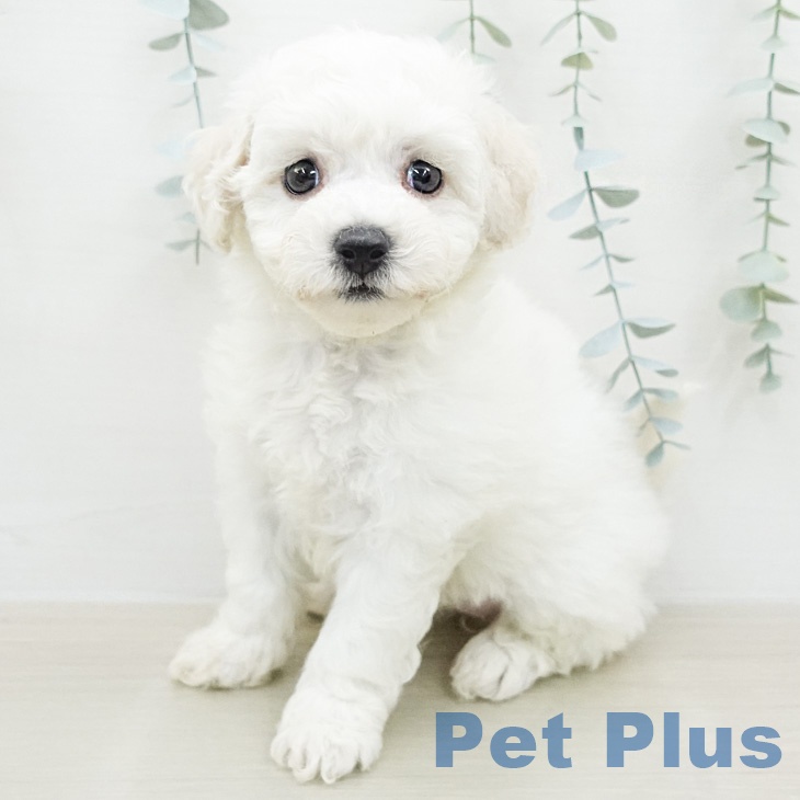 ビション・フリーゼ