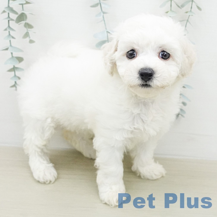 ビション・フリーゼの写真2