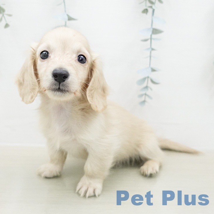 カニーンヘン・ダックスフンドの写真2