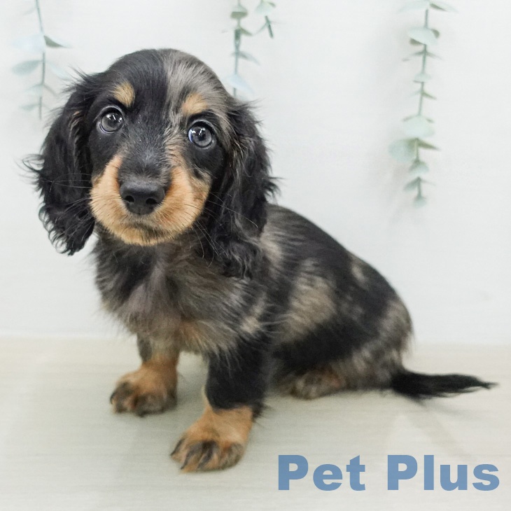 カニーンヘン・ダックスフンド