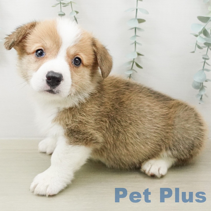 ウェルシュ・コーギー・ペンブロークの写真2