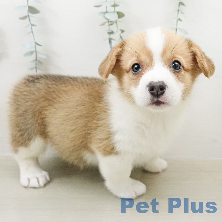 ウェルシュ・コーギー・ペンブローク